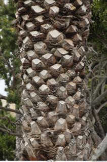 palm tree bark 0003